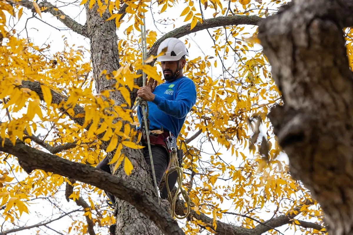 Skilled Tree Planting crew working in Lake Oswego