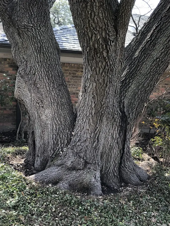 Mature heritage tree close to a Lake Oswego property cared for by certified arborists